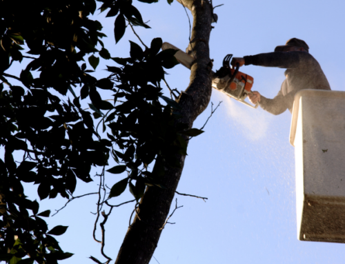 Tree Trimmers Insurance: Protecting Your Business from the Ground Up